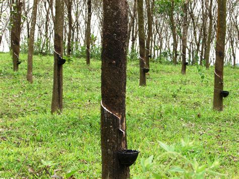 File:Rubber trees in Kerala, India.jpg - Wikimedia Commons