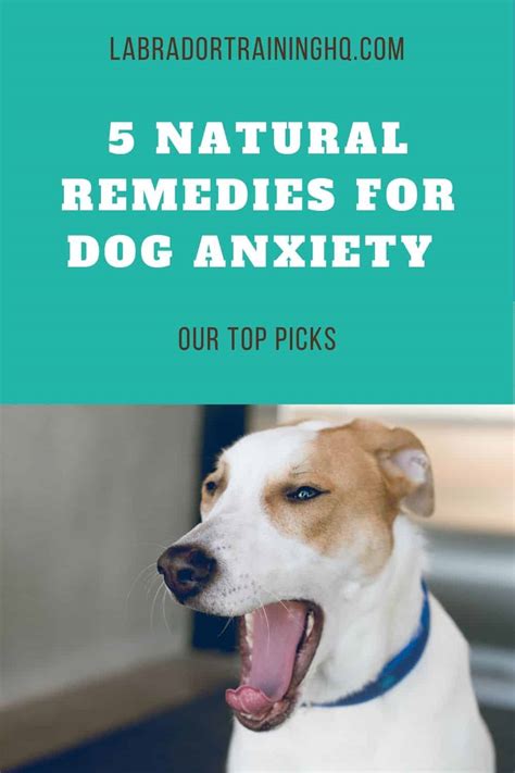 5 Best Non-Addictive Natural Remedies For Dog Anxiety