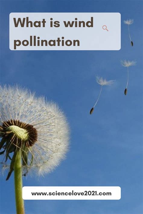 What is wind pollination (Anemophily)?: Definition, Examples | What is ...