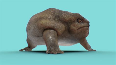 Breviceps fuscus - Rain Frog - 3D model by A. M. Manowski (@amanowski) [723e798] - Sketchfab
