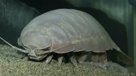 Giant Isopod Eats for First Time in 5 Years