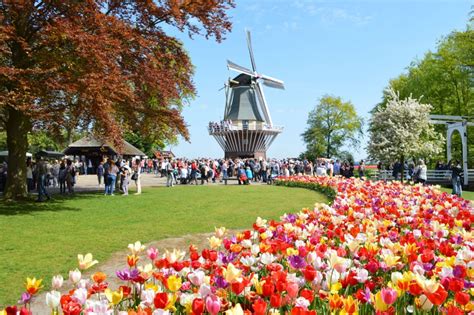 Khám phá lễ hội hoa Tulip Hà Lan