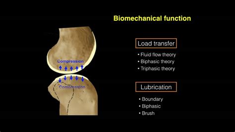 Function Of Articular Cartilage In Knee - slidesharetrick