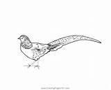 Golden Pheasant 4 Coloring Page For Kids  Free Pheasants And sketch template