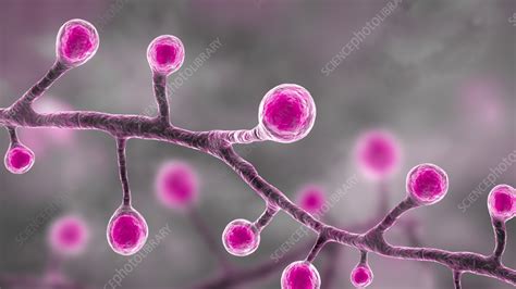 Blastomyces fungus, illustration - Stock Image - F036/0497 - Science Photo Library