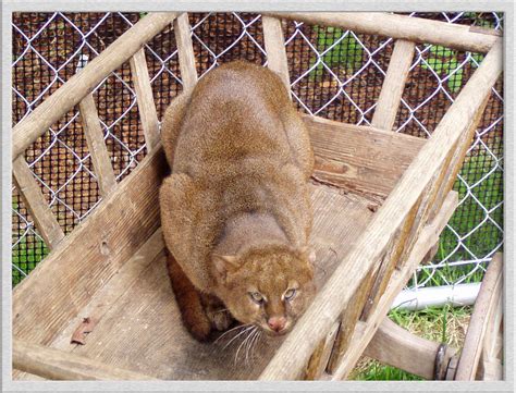 Jaguarundi Kittens For Sale Images & Pictures - Becuo | Kitten for sale ...