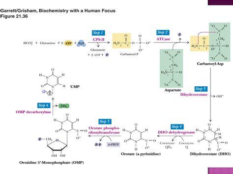 Pyrimidine metabolism