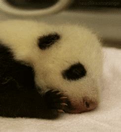 Tired Panda GIF - Find & Share on GIPHY