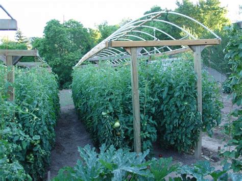 10 Tomato Garden Ideas - Simphome