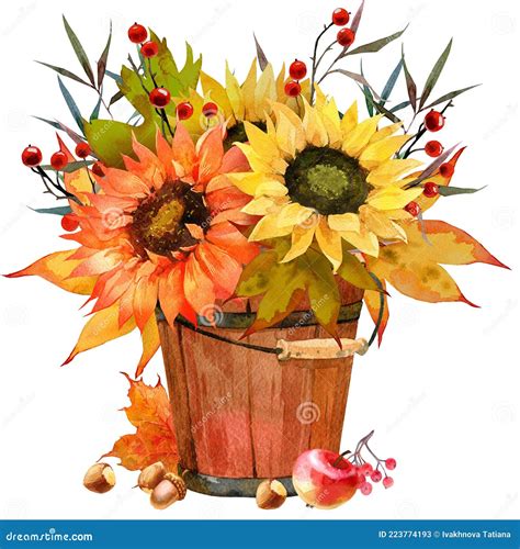 Watercolor Fall Sunflower , Rustic Clipart. Autumn Harvest Clip Art, Thanksgiving Day Art, Stock ...