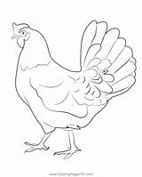 Hen Coloring Page For Kids  Free Chickens Printable Pages sketch template