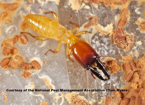 Termite Facts for Kids: Termite Information for Students