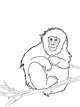 Free Printable Monkey Coloring Pages For Kids sketch template