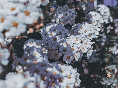 Yarrow Achillea Medicinal Seeds – Heritage Apothecary