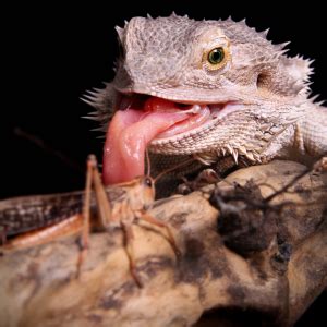 Best Foods for a Bearded Dragon | Bearded Dragon Care 101