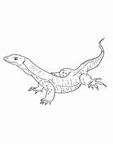 Sand Goanna Coloring Page sketch template