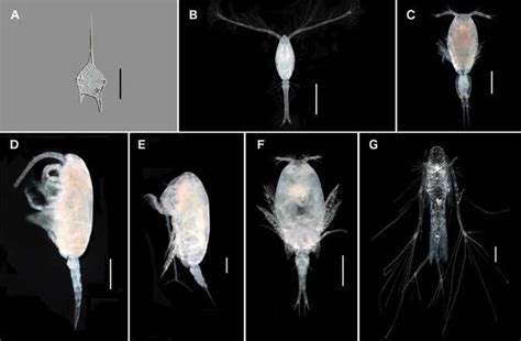 Esp?cies do zoopl?ncton do ASPSP. (A) Tripos pentagonus, (B) Oithona... | Download Scientific ...