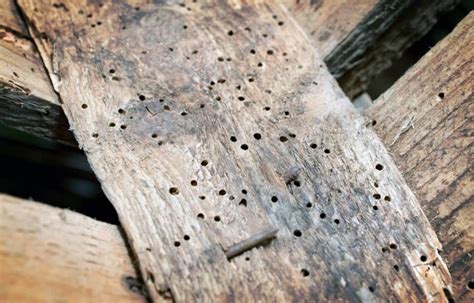 A Complete Guide to Treating Woodworm | Woodworm treatment, How to antique wood, Woodworm