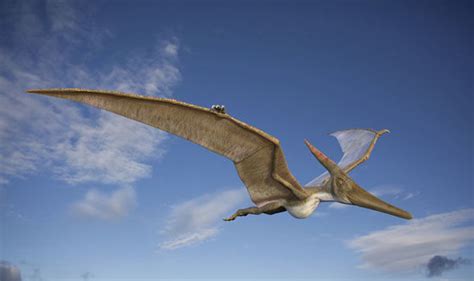 Dinosuar: New species of pterodactyl that flew more than 200 million ...