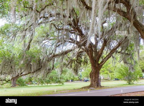 Southern live Oak tree with Spanish moss hanging from branches in Audubon Park, New Orleans ...