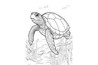 Turtle Coloring Page Graphic by Craftable · Creative Fabrica