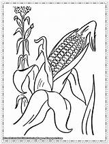 Corn Coloring Pages Printable  Free Kids sketch template