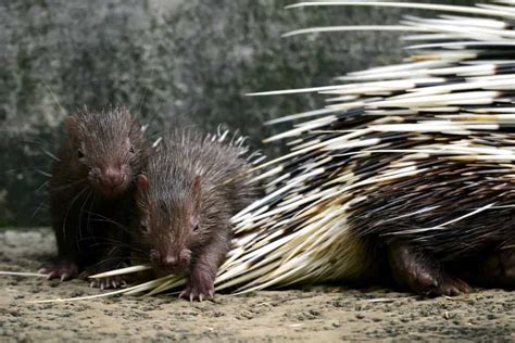 10 Incredible Porcupine Facts - A-Z Animals