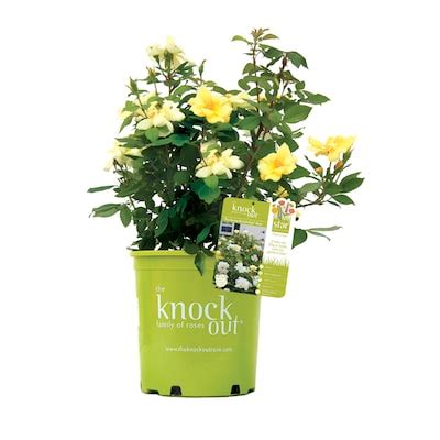 Knock Out Rose Sunny Plants, Bulbs & Seeds at Lowes.com