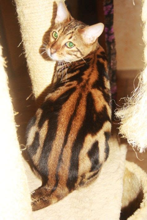 Marbled bengal #bengalcat | Bengal cat, Rare cats, Cat entertainment