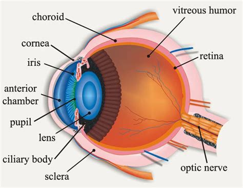 Cow Eye Labeled - ClipArt Best