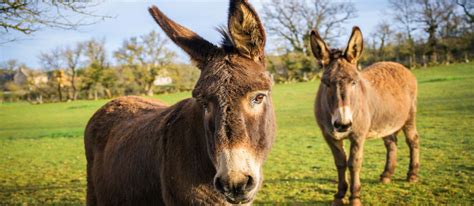 The Humble Homestead Donkey: A Royal Farm Friend - Homestead.org