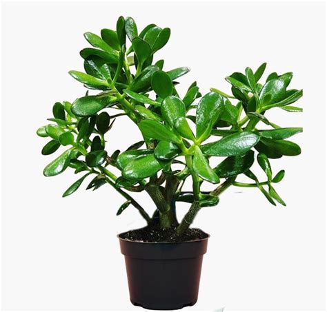 Buy Jade plant in India from Econut Plants