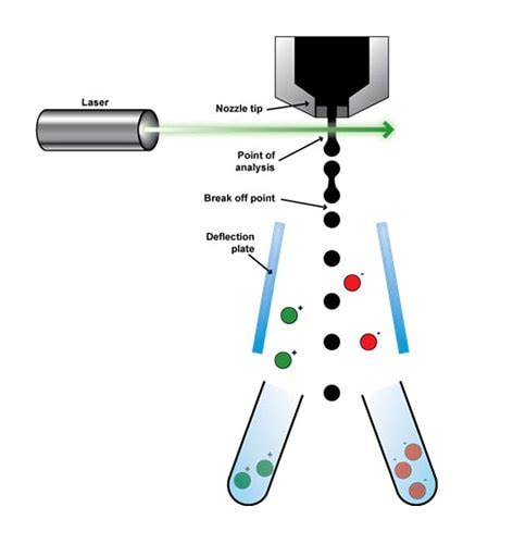 Fluorescence-activated cell sorting (FACS) of live cells | abcam