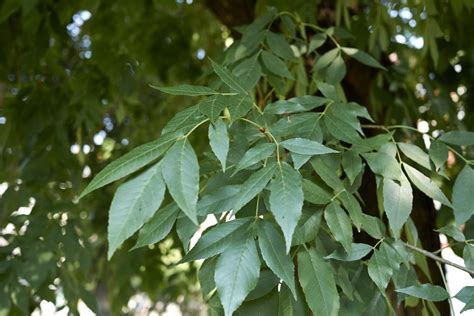 Ash Tree Varieties: Learn All About Ash Trees