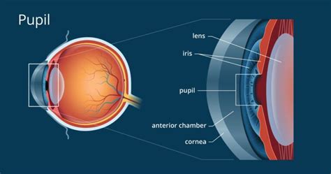 Pupil of Eye | Defination, Size of Eye And Conditions Affecting It