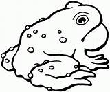 American toad coloring Page  ColouringPages sketch template