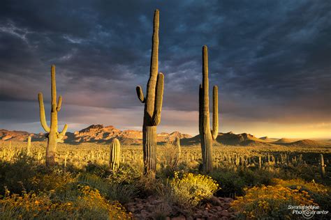 Sunset in the Sonoran Desert | Misc | Arizona | USA | Synnatschke Photography