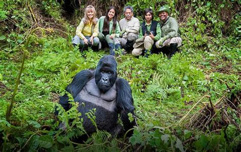 Gorilla Trekking Rules in Rwanda - What to do & Track Guide