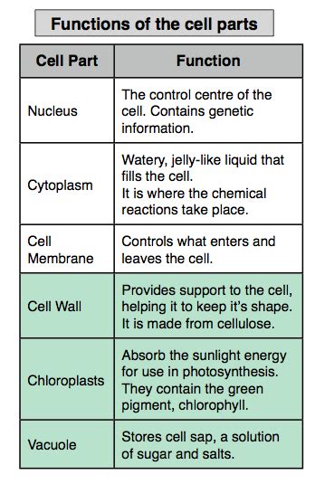 Plant Cell Parts And Their Functions