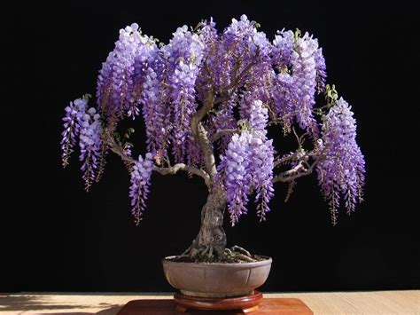 20 Brilliant Bonsai Trees You Have to See