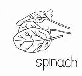 Spinach coloring page  Coloring pages 🎨 sketch template