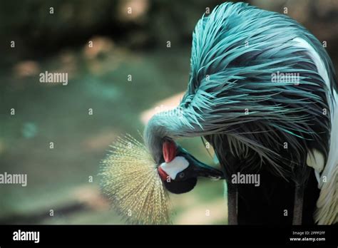 Grey crowned crane Bird Stock Photo - Alamy