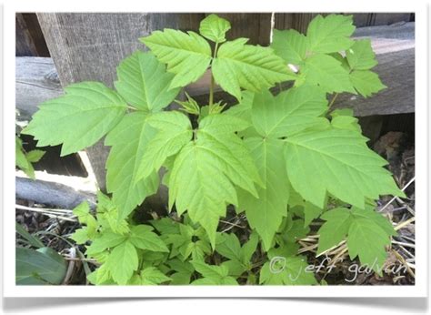 Boxelder – Identifying by Leaves | Boulder Tree Care - Pruning & Tree ...