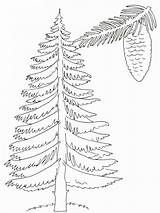Coloring Pages Of Pine Trees At GetColoringscom  Free Printable sketch template