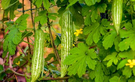 Ampalaya Benefits: The Amazing Plant