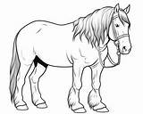 Clydesdale Horse Coloring Pages sketch template