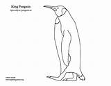 Penguin King Coloring Page sketch template