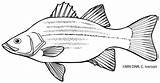 Walleye Coloring Pages sketch template