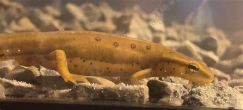 Feeding eastern newts : r/newts