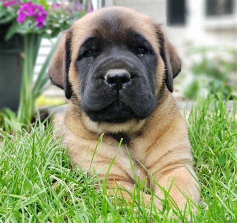 English Mastiff Puppies For Sale | Newmanstown, PA #276839